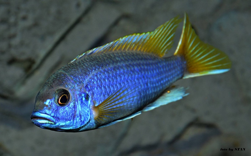 Pseudotropheus sp. 'acei' Luwala Reef